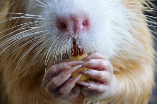 Myocastor coypus holds and eats food. Macro photo
