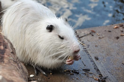 White Myocastor coypus nutria, gnawing on a piece of food near a pond in a zoo