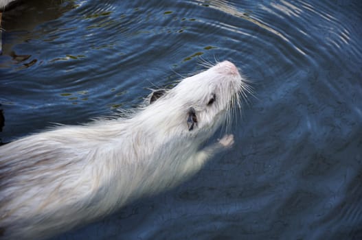 White Myocastor coypus swimming in water. View from above.