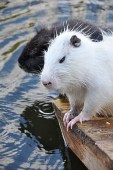 White and brown Myocastor coypus sitting on a wooden platform near a river. Close-up