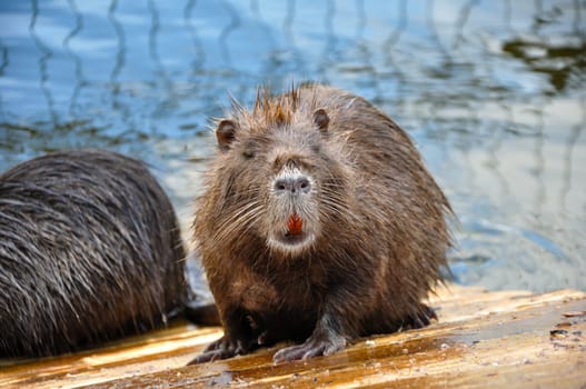 Myocastor coypus nutria on a wooden platform near a pond. Close-up