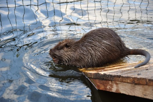 A wet Myocastor coypus nutria nibbles a carrot in water while sitting on a wooden platform