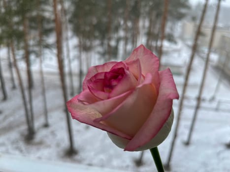 A delicate pink rose flutters in the wind under the falling snow