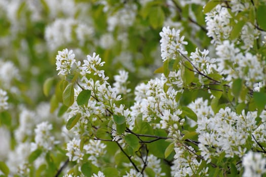 Amelanchier spicata is a shrub species of the genus Amelanchier of the Rosaceae family