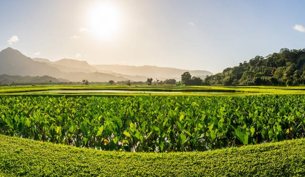 Lush taro fields bask in the sun near Hanalei on Kauai's north shore, framed by verdant mountains and clear skies. Tranquil agricultural scene