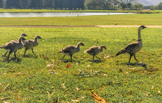 A family of endangered nene geese with their goslings waddle across a bright green meadow in Kauai, Hawaii, near a lake.