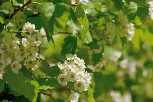 Blooming hawthorn on the sunny spring day