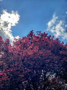 View of a Tricolor Beech Tree Fagus sylvatica Seen During a Sunny Day