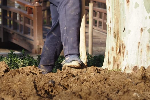 A person is using a shovel to dig soil near a large tree.
