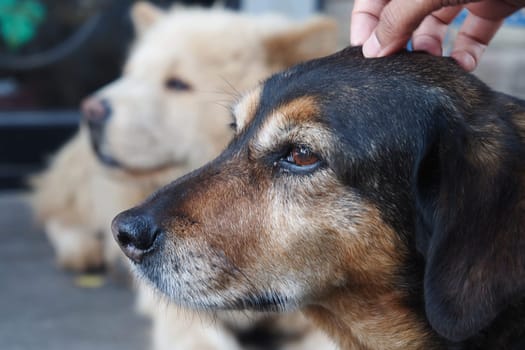 Two dogs are nearby, one receiving gentle affection from a hand.
