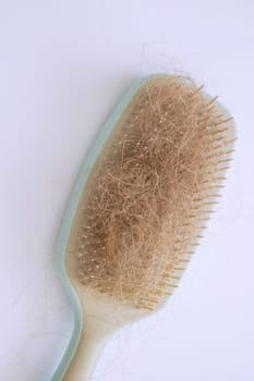 hairbrush and hair on it.hair loss
