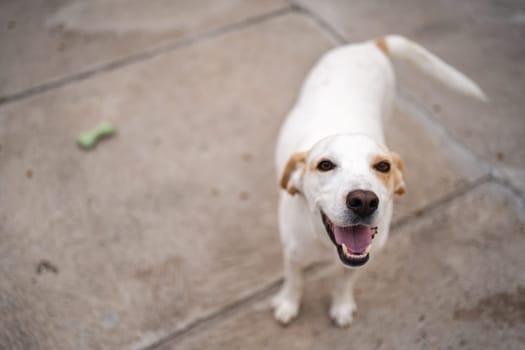 A joyful dog greets the camera with a big smile in the park.
