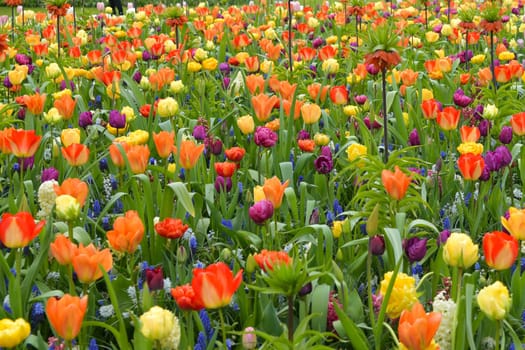 Multicolored tulip background in a park of Holland