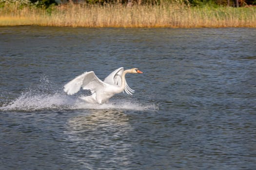 A stunning swan elegantly gliding over the calm water, showcasing the exquisite beauty and grace of nature in full view