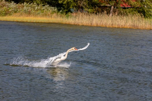 A stunning shot captures a heron diving elegantly into shimmering water, showcasing natures breathtaking beauty