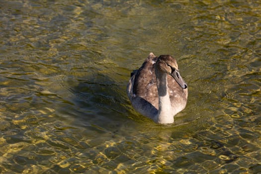 A serene and graceful duck gracefully gliding through the pristine and crystalclear water on a peaceful day