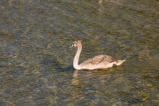 A graceful young swan gliding effortlessly through the serene, clear waters, showcasing the incredible beauty of nature