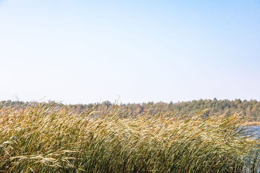 A serene and tranquil landscape filled with abundant and lush vegetation beneath a clear and bright blue sky