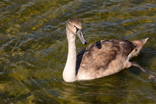 A young swan glides gracefully through the clear and shimmering water, showcasing its soft and fluffy feathers