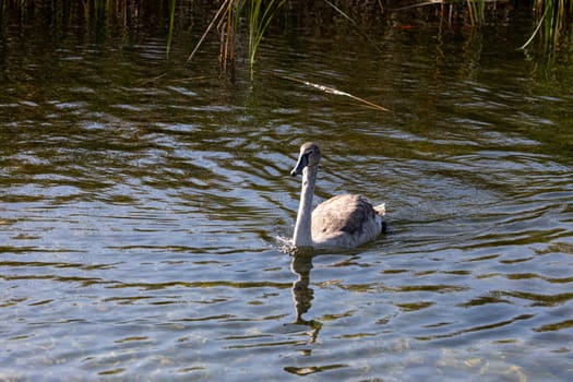 A young swan elegantly gliding through the serene waters, beautifully showcasing natures tranquility and peace