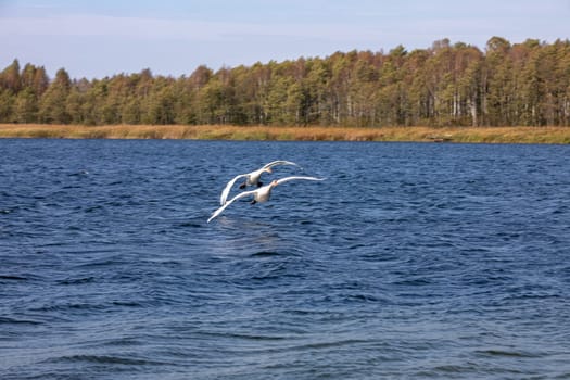 Elegant swans gracefully soaring above the tranquil waters, surrounded by vibrant and lush greenery all around