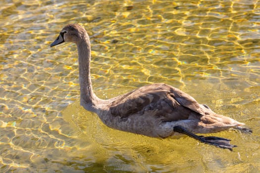 A young, majestic swan gliding effortlessly through the clear blue water, perfectly showcasing its graceful posture