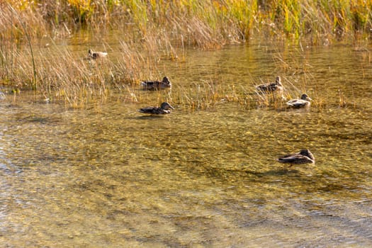 A serene and picturesque scene showcasing ducks peacefully floating on clear water amidst stunning fall vegetation