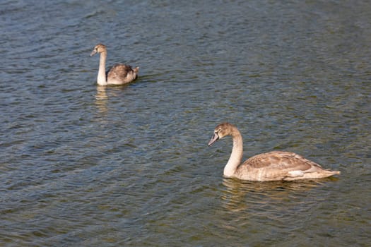 Graceful and elegant young swans glide effortlessly across the peaceful and serene surface of the water