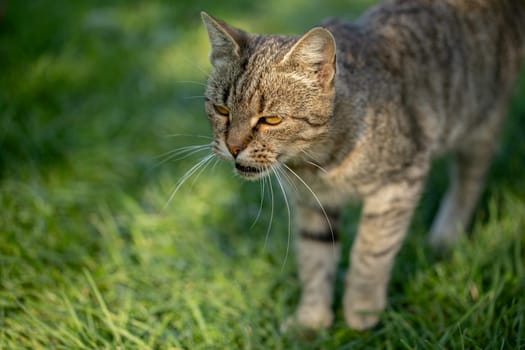 A closeup of a curious cat with water droplets on its fur, surrounded by vibrant, lush green grass