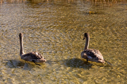 Two young swans are gracefully swimming in a tranquil pond that is beautifully surrounded by natures wonders