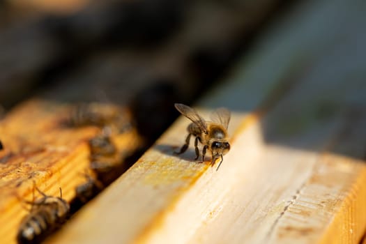 A detailed closeup of a diligent honeybee busily working on a beehive frame, revealing the stunning beauty of nature
