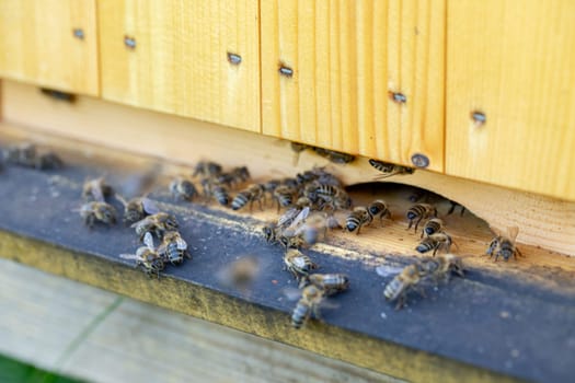 A thriving and lively beehive full of buzzing bees actively collecting valuable pollen and nectar from flowers