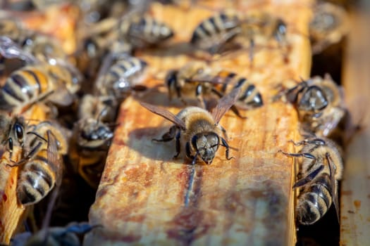 A detailed closeup view of bees actively interacting on a honeycomb, showcasing the intricate beauty of natures work