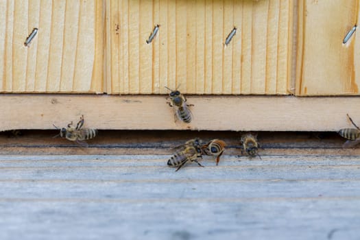 A large swarm of busy bees has gathered around a wooden beehive, showcasing their crucial role in natures balance