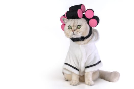 Funny cat wearing bathrobe and hair curlers on white background. Copy space