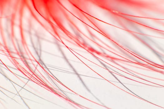 Fluff of red bird feather close up on white background.