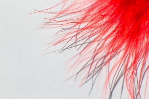 Fluff of red bird feather close up on white background. Copy space