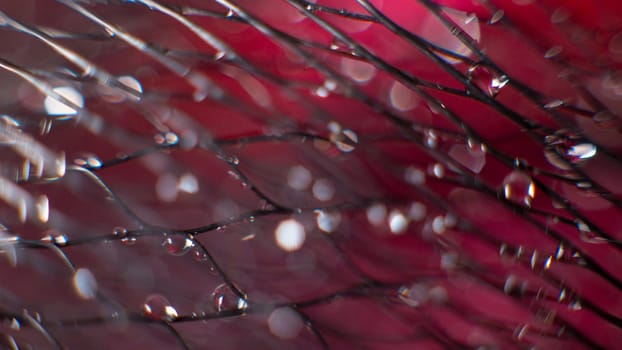 Wide abstract background on a black mesh water drops on a blurred red background. Defocused