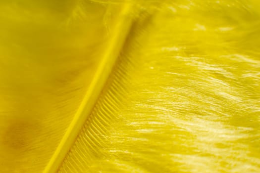 Fluff of yellow feather bird close up.
