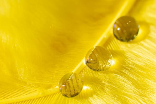 Beautiful background of water drops on a yellow fluffy background. Macro photography