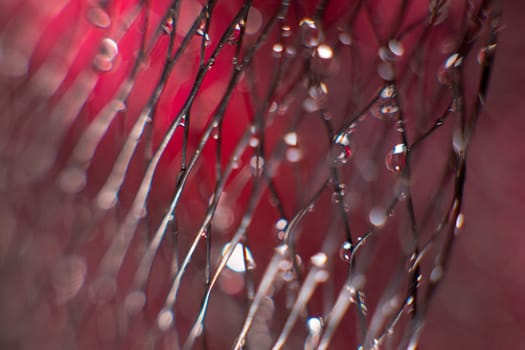 on a black mesh water drops on a blurred red background. Abstract background. Selective focus