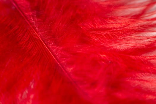 Fluff of red gentle feather bird close up. Natural textured. Macro