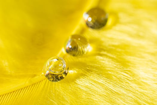 Beautiful water drops on a yellow fluffy background. Macro photography