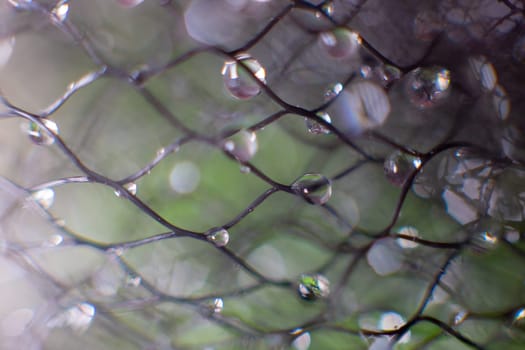 drops of water on a black mesh on a blurred green background. Abstract background. Selectiv focus