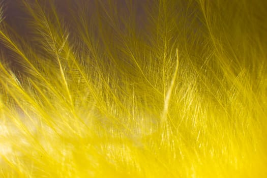 Macro of Fluff of yellow feather bird close up