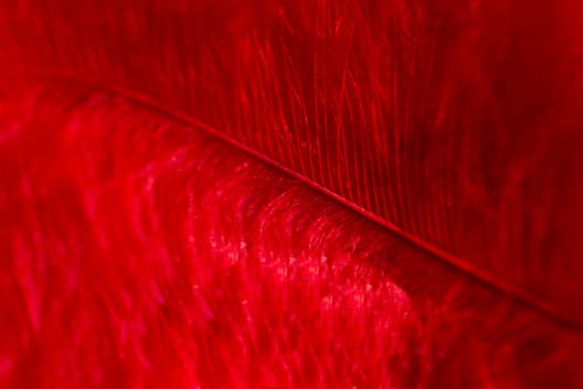 Fluff of red feather bird close up. Natural textured