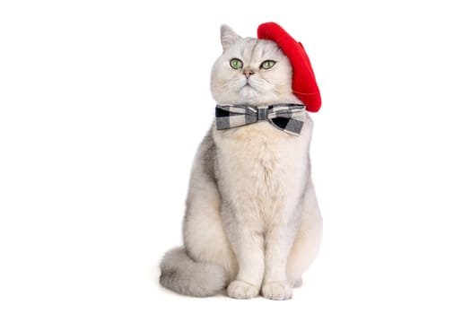 Charming cat in red beret and bow tie posing elegantly on white background, looking up. artist