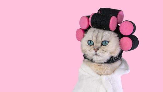 Charming white cat with pink curlers and white towel against pink background