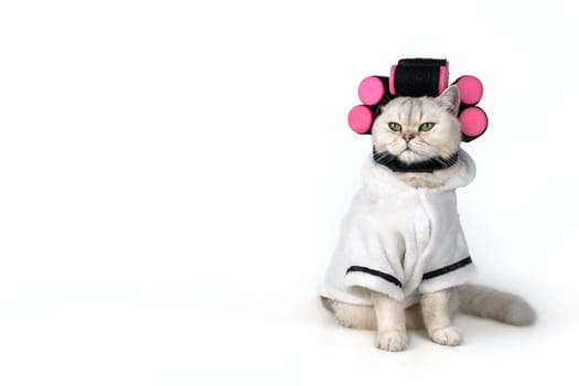 Charming cat in white bathrobe with pink curlers rollers on white background. Copy space