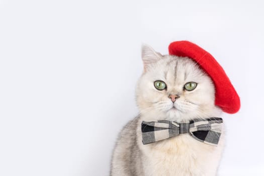 Charming cat in red beret and plaid bow tie against plain background. artist